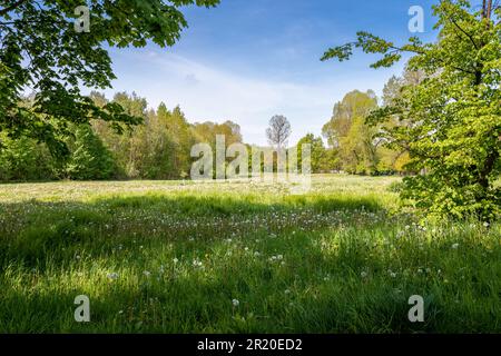 Prato circondato da alberi in primavera. Erba alta con innumerevoli dente di leone alla luce del sole. Foglie fresche e giovani sugli alberi. Bella giornata di sole Foto Stock