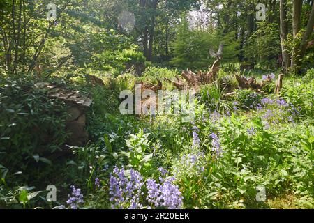 Burnby Hall Gardens in primavera. Foto Stock