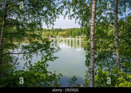 Piccolo lago situato nel parco di Siemianowice Slaskie, Slesia, Polonia visto attraverso gli alberi di betulla. Superficie d'acqua tranquilla con piante riflettenti durante Foto Stock