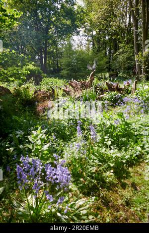 Burnby Hall Gardens in primavera. Foto Stock