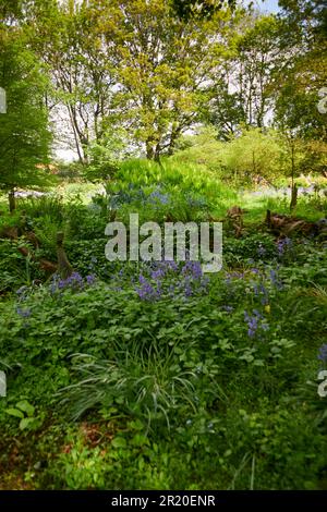 Burnby Hall Gardens in primavera. Foto Stock