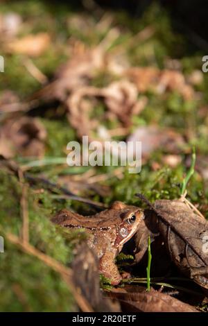 foto piccolo rospo seduto sul muschio verde Foto Stock
