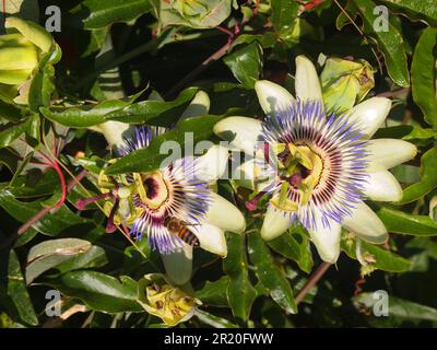 Ahtopol (comune di Tsarevo, Provincia di Burgas, Bulgaria) Foto Stock