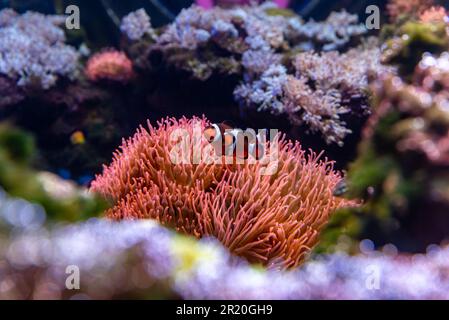 Un pesce pagliaccio, conosciuto anche come pesce anemonefish, è un pesce piccolo e colorato che appartiene alla famiglia Pomacentridae. Si trova nelle calde acque del Paci Foto Stock