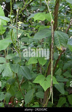 Vista verticale di due fagiolini a strisce viola lungo cortile cresce in un vitigno a fagiolo lungo Yard (Asparagus Bean) Foto Stock