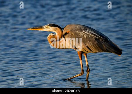 Forsythe Wildlife Refuge Galloway NJ Blue Heron Foto Stock