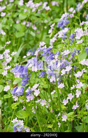 Purslane rosa, Claytonia sibirica, Bluebells, Hyacintoides non-scripta, insieme in boschi, Sussex, maggio Foto Stock