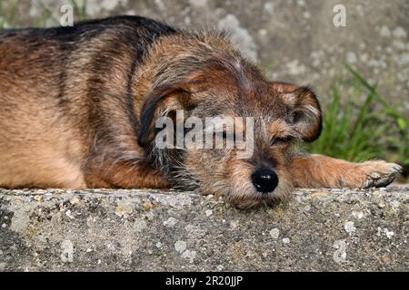 Il cane Border terrier riposa pacificamente su un gradino di pietra Foto Stock