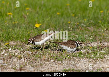 Un paio di killer (Charadrius vociferus) durante la stagione di nidificazione Foto Stock