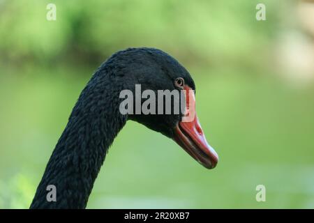 Primo piano cigno nero con becco rosso con sfondo verde isolato. Foto Stock