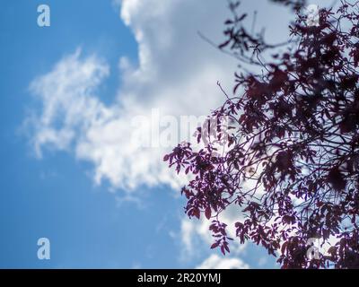 Nuvole e alberi che guardano in alto, Paesaggio, Balmore Walk, Caversham, Reading, Berkshire, Inghilterra, Regno Unito, GB. Foto Stock