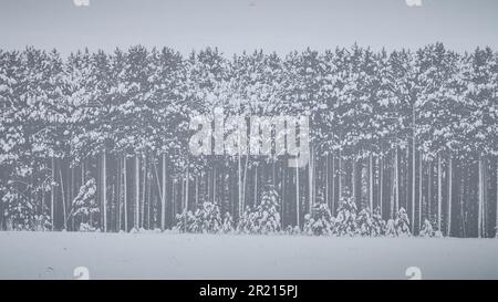 La risorsa grafica della scheda di Natale degli alberi invernali del Minnesota con la neve a Natale Foto Stock