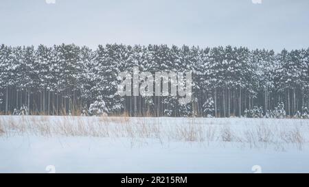 La risorsa grafica della scheda di Natale degli alberi invernali del Minnesota con la neve a Natale Foto Stock