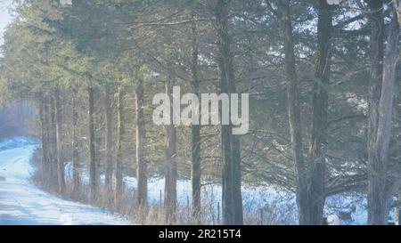 La risorsa grafica della scheda di Natale degli alberi invernali del Minnesota con la neve a Natale Foto Stock