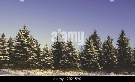 La risorsa grafica della scheda di Natale degli alberi invernali del Minnesota con la neve a Natale Foto Stock