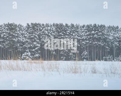 La risorsa grafica della scheda di Natale degli alberi invernali del Minnesota con la neve a Natale Foto Stock