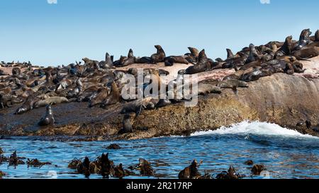 Le foche di Cape Fur si crogiolano al sole su una grande roccia con l'oceano e il kelp in primo piano Foto Stock