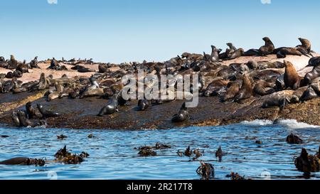 Le foche di Cape Fur si crogiolano al sole su una grande roccia con l'oceano e il kelp in primo piano Foto Stock