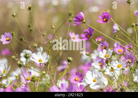 I fiori bianchi e rosa del Cosmo fioriscono nel campo che cresce sotto il sole Foto Stock