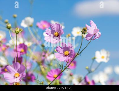 I fiori bianchi e rosa del Cosmo fioriscono in primo piano al sole Foto Stock