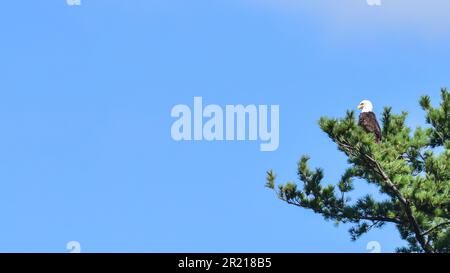 Firma del modello di annuncio delle risorse grafiche per la riunione di servizio di gruppo del cielo blu e dell'aquila americana del Bald Foto Stock