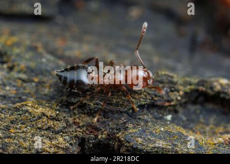 Acrobat ANT (Crematogaster laeviuscola) Foto Stock