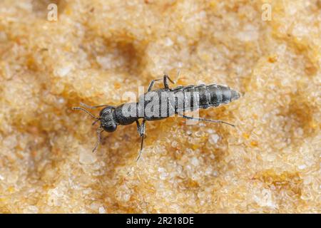 Scarabeo (Stenus sp.) Foto Stock