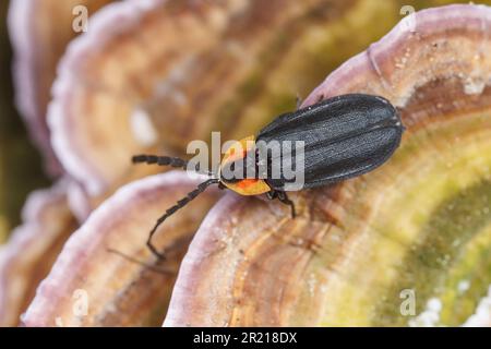 Lucidota atra (Lucidota atra) Foto Stock