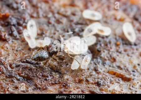 Un lavoratore di Ant Dark Rover (Brachimyrmex patagonicus) aiuta a spostare larve e pupae in sicurezza in un nido disturbato. Foto Stock