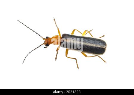 Soldier Beetle (Podabrus sp.), isolato su sfondo bianco. Foto Stock