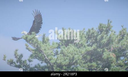 Firma del modello di annuncio delle risorse grafiche per la riunione di servizio di gruppo del cielo blu e dell'aquila americana del Bald Foto Stock