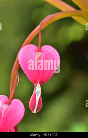 Lamprocapnos spectabilis, cuore sanguinante o cuore sanguinante asiatico Foto Stock