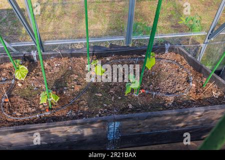 Vista ravvicinata dell'annaffiatura automatica sul letto da giardino in serra con piantine crescenti di cetrioli. Foto Stock