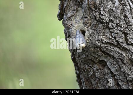 Eurasian Nuthatch (Sitta europaea) uscita da un tronco d'albero Nesting Hole, Flying verso Camera, presa a metà Galles, Regno Unito in primavera Foto Stock