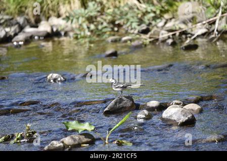 Wagtail pied femminile (Motacilla alba) arroccato a sinistra su una pietra in un fiume nel Galles centrale, Regno Unito in primavera Foto Stock