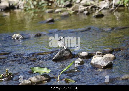Vista posteriore di un Wagtail pied femminile (Motacilla alba) con testa girata a destra di immagine, arroccato su una pietra su un fiume in Galles in un giorno di sole nel mese di maggio Foto Stock