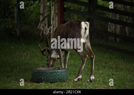 Un'antilope aggraziata si erge sulla cima di un pneumatico in un prato verdeggiante. Foto Stock