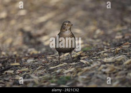 Primo piano immagine di fronte di un uccello comune femminile (Turdus merula) in piedi sul terreno con la testa girata leggermente a destra, presa in Galles nel mese di maggio Foto Stock