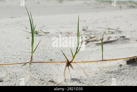 Ampio sistema di radici sotterranee di erba di Marram visibile dopo l'erosione di una duna Foto Stock