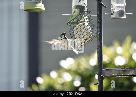 Maschio House Sparrow (Passer domesticus) aggrappato a un Fat Block Feeder con ali aperte al sole, contro uno sfondo Bokeh verde, preso nel Regno Unito Foto Stock