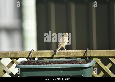 Il verfinco europeo femminile (Carduelis chloris) arroccato sulla cima di un Trellis Fence in the Sun, di fronte Camera, preso in un giardino a metà Galles, Regno Unito nel mese di maggio Foto Stock