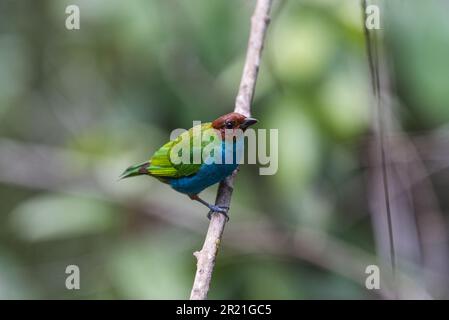 Tanager (Tangara girola) in Panamá Foto Stock