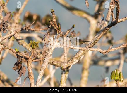 Palm Tanager (Thraupipis palmarum) in un albero a Panama Foto Stock