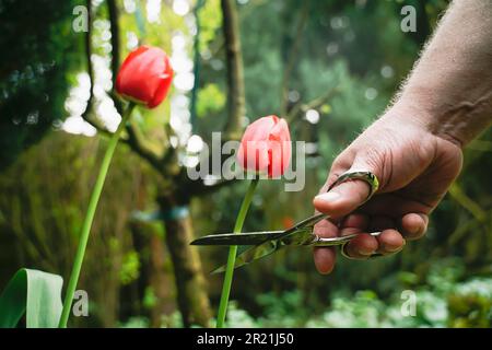 Una mano maschio taglia un tulipano rosso con le forbici. Giardinaggio nel mese di maggio, le vecchie piante nel letto deve cedere il passo a nuove piante. Adatto anche come simbolo ima Foto Stock