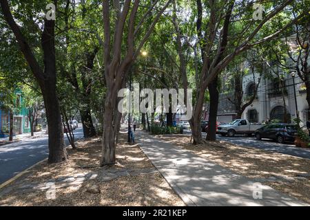 Città del Messico, Messico, 07 maggio 2023: Via Amsterdam nel quartiere la Condesa. Foto Stock