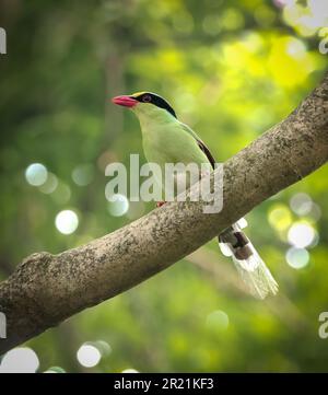 La comune magpie verde è un membro di medie dimensioni della famiglia Crow nativo dell'Himalaya inferiore e dell'Asia sudorientale. Foto Stock