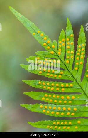 Una nuova foglia verde di felce piena di palle di spore gialle. Messa a fuoco selettiva, aree fuori fuoco. Foto Stock