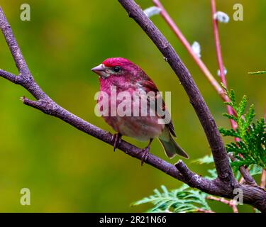 Porpora Finch maschio primo piano vista profilo, arroccato su un ramo che mostra piumaggio di colore rosso con uno sfondo verde nel suo ambiente e habitat. Foto Stock