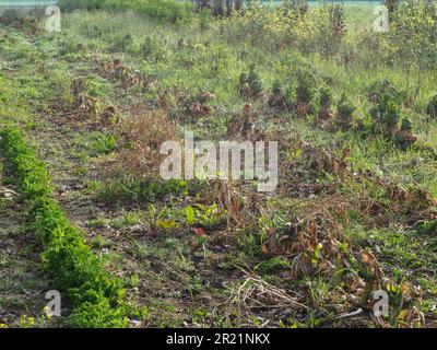 donna contadina raccolta verdure primaverili da orto biologico Foto Stock