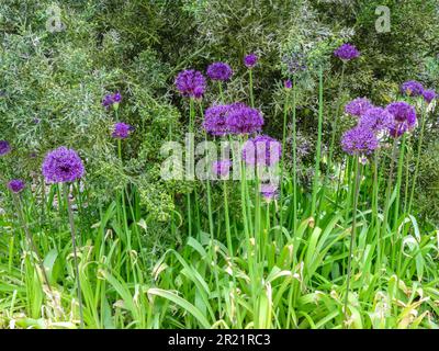 Allium Hollandicum sempre popolare - sensazione viola. Primo piano naturale ritratto di piante in fiore in un ambiente da giardino Foto Stock